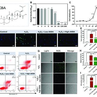 AKBA Alleviates H 2 O 2 Induced Oxidative Injury And Apoptosis In