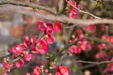 Best Winter-Flowering Plants - BBC Gardeners World Magazine