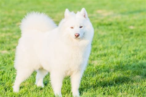 Quieres Saber Si Tu Perro Es Un Pomerania Descubre Los Rasgos