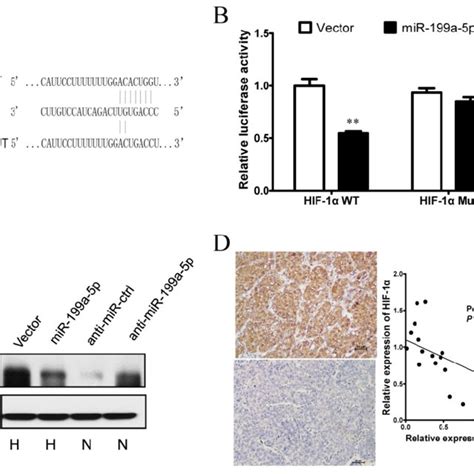 Hif Is A Direct Target Of Mir A P In Hcc A Diagram Of The