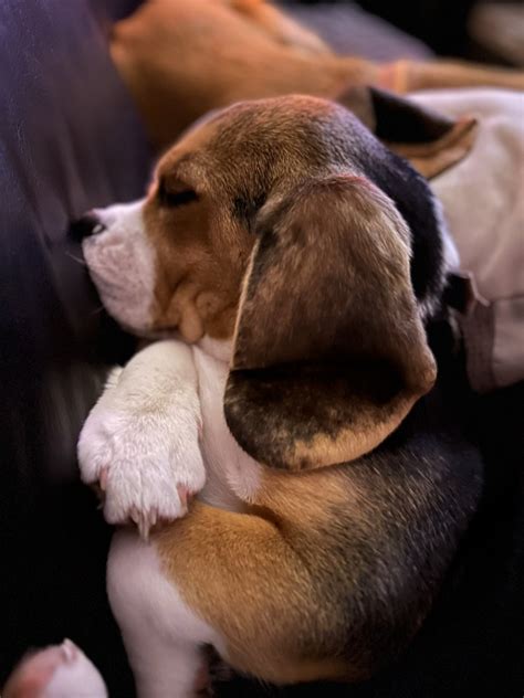 Beagle Facts On Twitter RT Helgavonguzzle Hey Alexa Activate