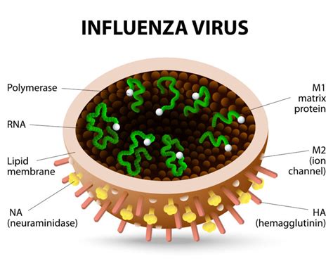 What Are The Differences Between The Flu And Covid Chicago Ent