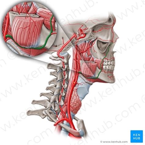 Parotid Gland Facial Artery And Vein Flashcards Quizlet