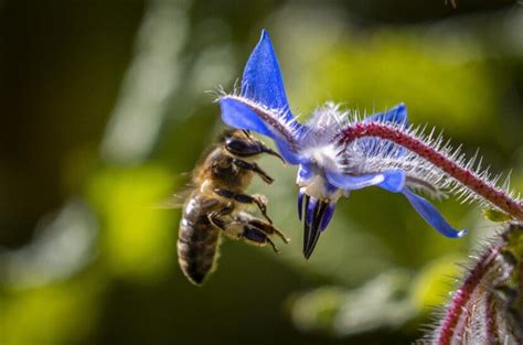 Es Prioritario Proteger A Las Abejas Para Preservar Su Vital Funci N