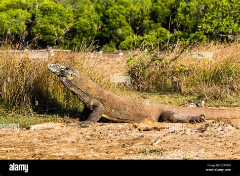 Komodo Dragon, Indonesia Stock Photo - Alamy