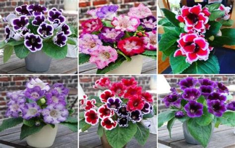 C Mo Propagar Cultivar Gloxinia Sinningia Y Sus Cuidados Eco