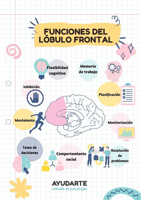 El Lóbulo Frontal ¿cuáles Son Sus Funciones En El Cerebro De Mi Hijo