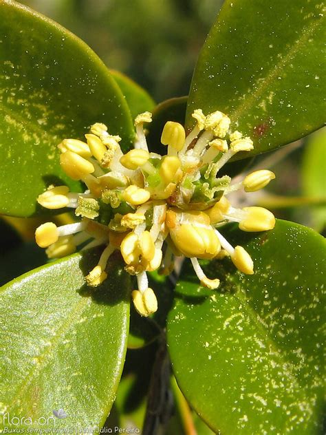 Buxus Sempervirens Flora On