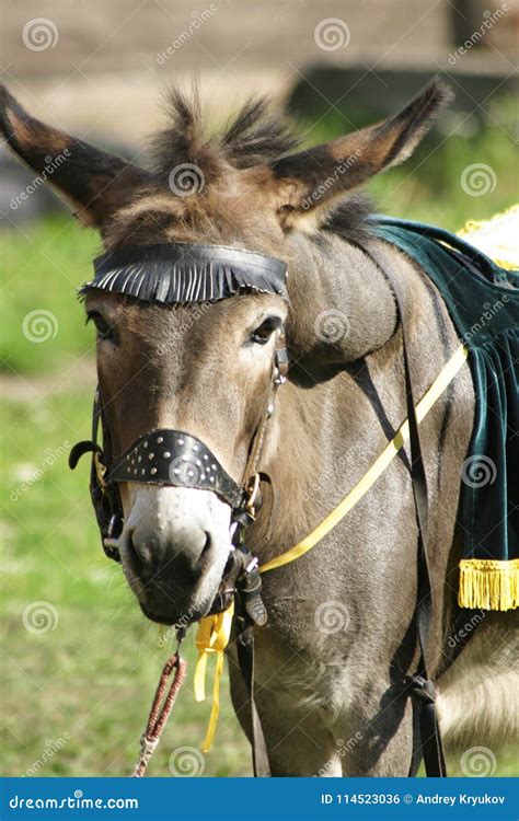 A Beautiful Donkey Under The Saddle Stock Photo Image Of Horseman