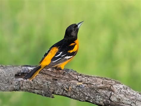 Baltimore Oriole Migration: A Complete Guide | Birdfact