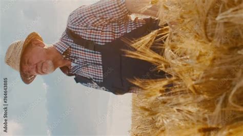 Agricultural Farmer Exploring Wheat Field Male In Checkered Shirt And Pants With Suspenders