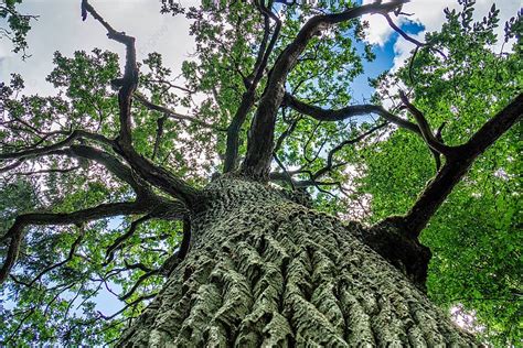 Lower View Of The Ancient Oak Trees Trunk Photo Background And Picture For Free Download Pngtree