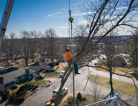 Tree Care Insurance Questions And How To Verify Your Contractors