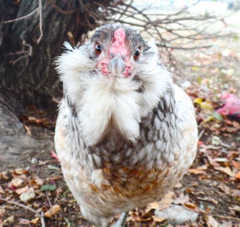 Easter Egger Pics BackYard Chickens Learn How To Raise Chickens