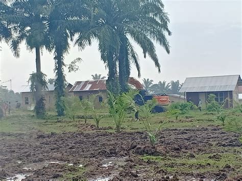 Dalam Tempo Hampir Sepekan Pihak Ptp N Iii Kebun Bangun Dan Ratusan