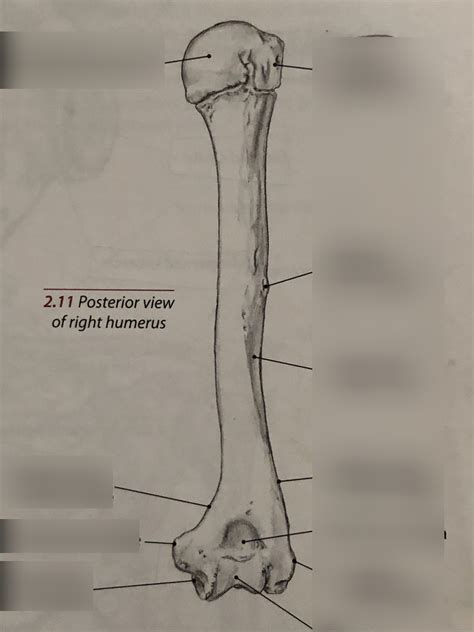 Humerus Name The Bony Landmarks Diagram Quizlet