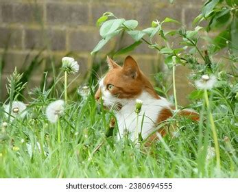 Oh Lovely Pussy Royalty Free Images Stock Photos Pictures Shutterstock