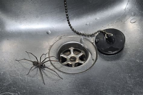 Spider Season Is Here But Should You Really Be Worried
