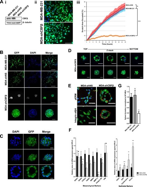 A Role For Cbf In Maintaining The Metastatic Phenotype Of Breast