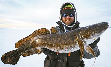 About eelpout: Attitudes and appetites have changed - Outdoor News