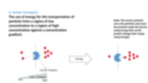 Solution Igcse Biology Diffusion Osmosis Active Transport Studypool