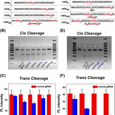 The Deactivation Of Crispr Cas A Cis And Trans Cleavage By M A