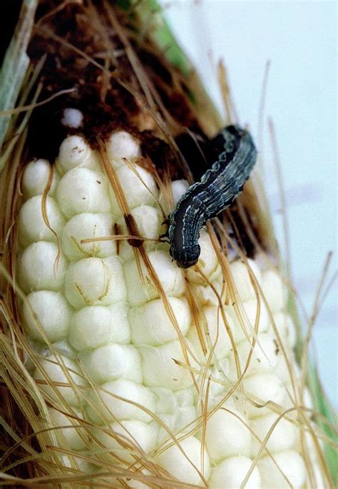 Corn Earworm Photograph By Jack Dykingaus Department Of Agriculturescience Photo Library Pixels