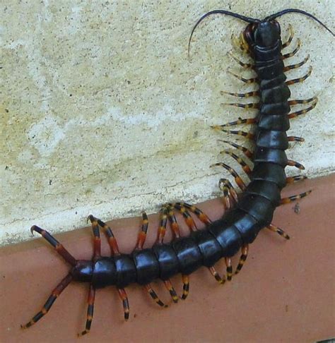 14 List Of Animals With Multiple Legs With Pictures Animaltriangle