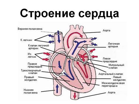 Строение Сердца Картинка Telegraph