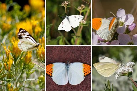 Learn More About 10 White Butterfly Species - Butterflyhobbyist