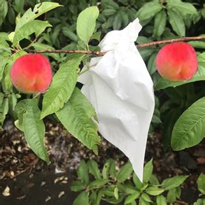 Amazon Houwana Fruit Protection Paper Bags Pcs White Protection