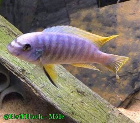 Labeotropheus Fuelleborni Chiwi Rocks Malawi Cichlids