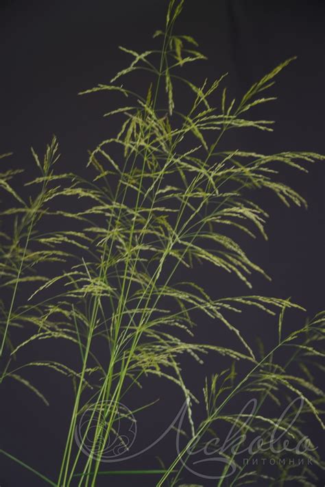 Луговик дернистый (Deschampsia cespitosa `Goldtau`) - Луговик дернистый ...