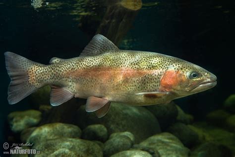 Rainbow Trout Photos Rainbow Trout Images Nature Wildlife Pictures