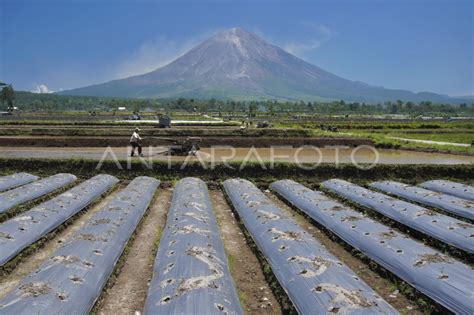 Upaya Menjaga Ketahanan Pangan Nasional Antara Foto