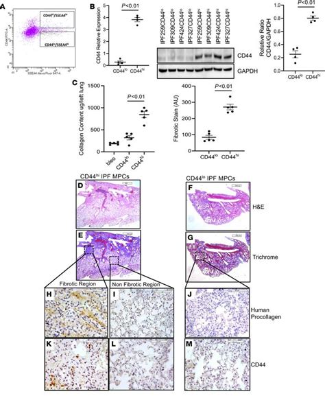 Jci Insight A Cd Brg Nuclear Complex Confers Mesenchymal