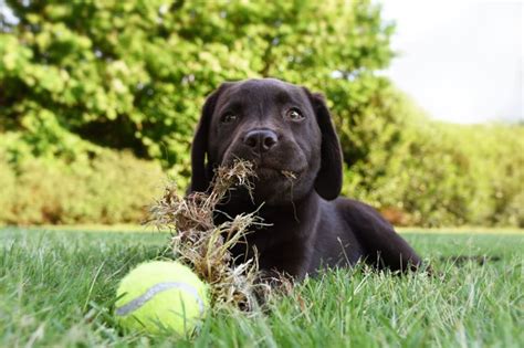 Why Does My Dog Eat Everything Los Angeles County Vet