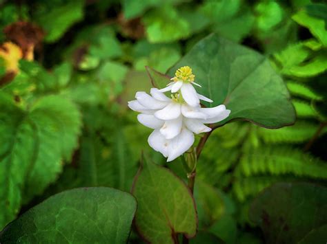 ドクダミの花言葉｜花の特徴や由来、効果、効能は？｜🍀greensnap（グリーンスナップ）