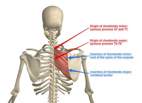 The Rhomboid Muscle and Its Attachments - Yoganatomy