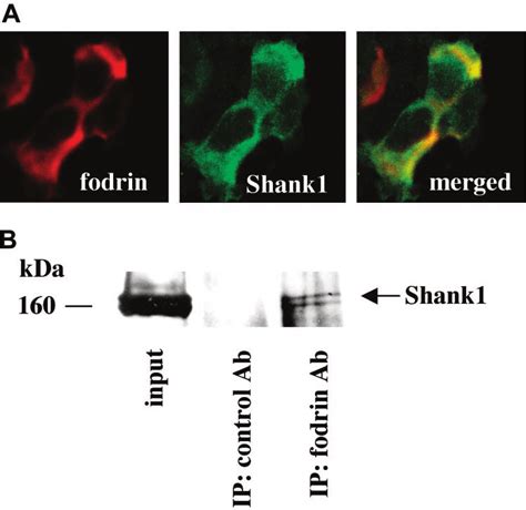 Interaction Of Shank1 With Fodrin In Transfected HEK Cells A