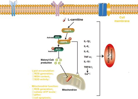 Schematic Representation Of The Role Of L Carnitine In The Regulation