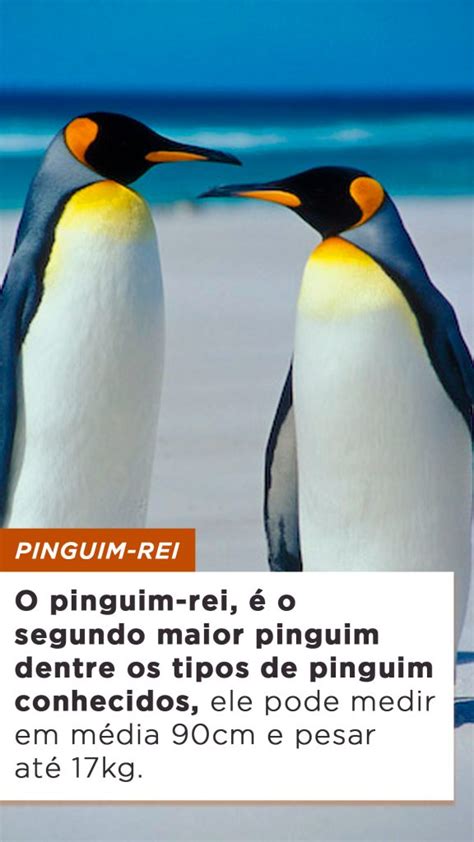 Tipos De Pinguim Caracter Sticas Reprodu O Curiosidades E