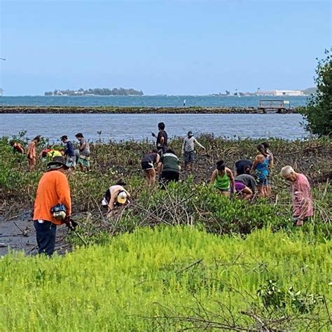 Waikalua Loko Ia Fish Pond Cleanup Rotary Club Of Windward Oahu