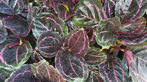 How To Plant Grow And Care For Calathea Roseopicta Indoors