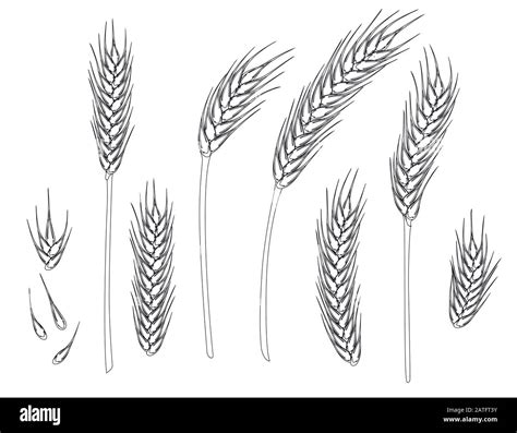 Set Of Wheat Ripe Spikelets And Grains Of Wheat Flat Vector