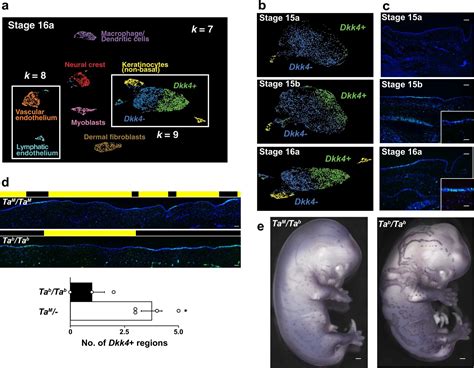 Cientistas Descobrem Gene Que Determina Padr O Do Pelo Dos Gatos