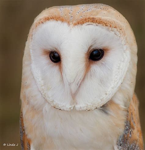 Barn Owl Pipilongstockings Flickr