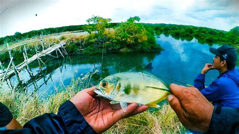 SPOT MANCING PINGGIRAN BABY GT DI BEKAS TAMBAK PRAPAT NUNGGAL BENOA