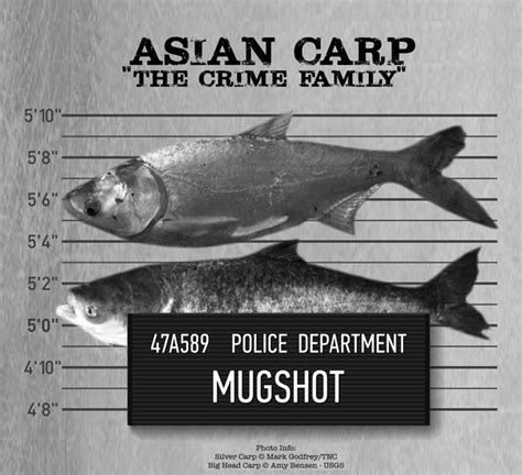 Invasive Species Asian Carp Great Lakes Echo