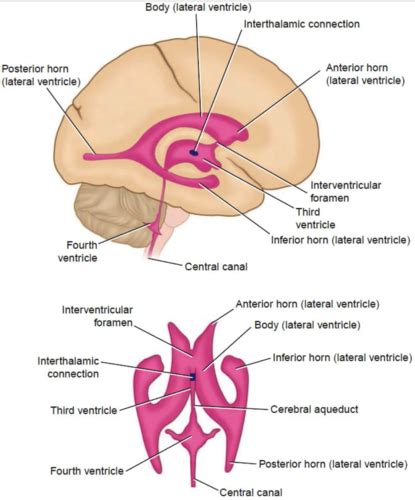 Neuroanat Ch 7 Flashcards Quizlet